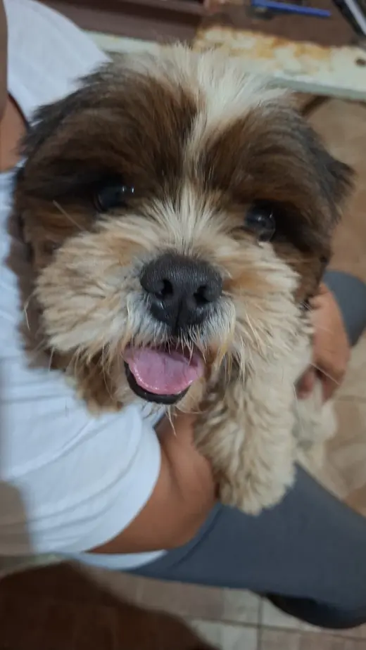 Reencuentro de Maria con su perro